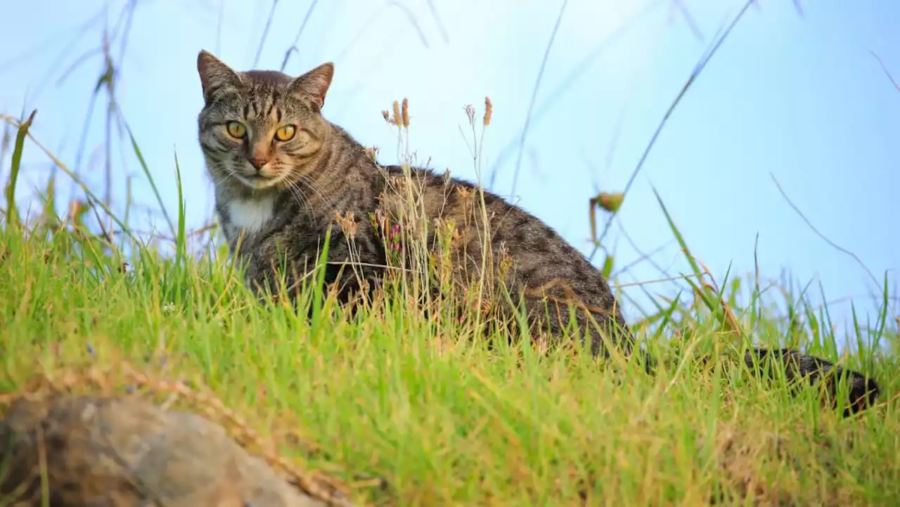 New Zealand cat killing competition axed after backlash