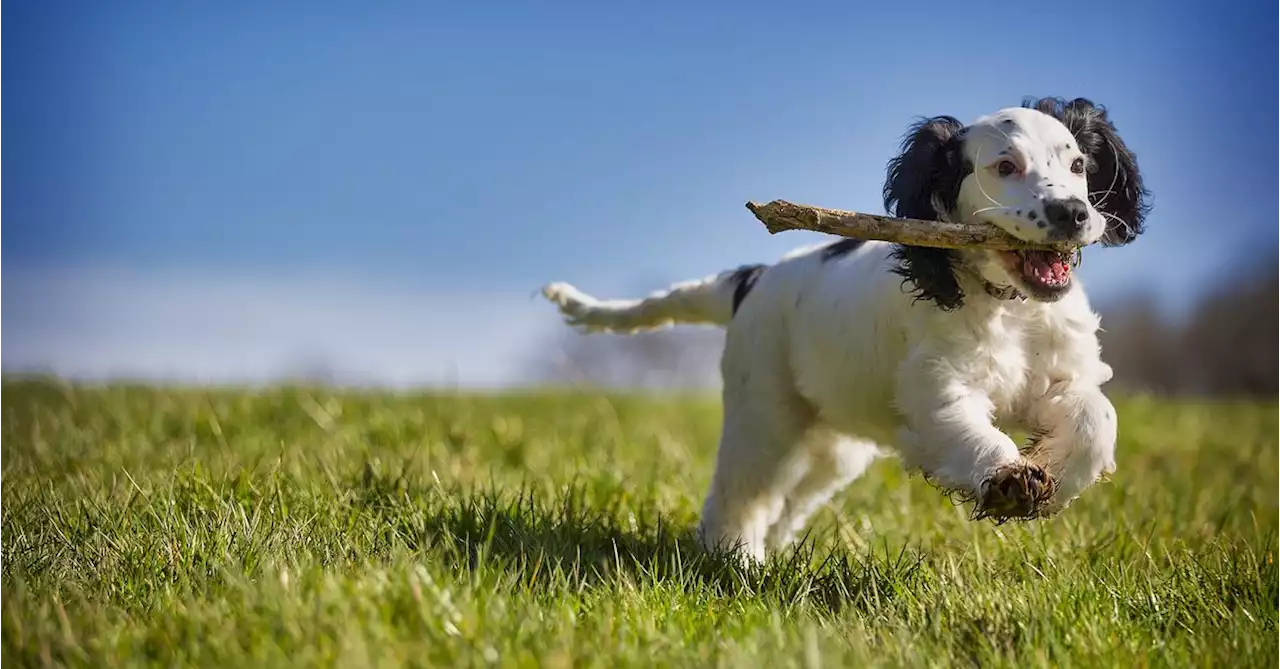 Crypto Protocol Fetch.ai Offering AI Trading Tools for Decentralized Exchanges