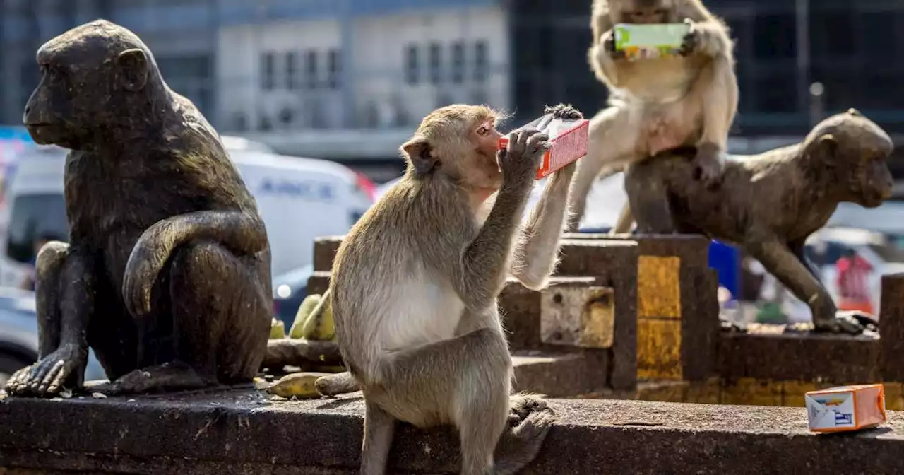 Environnement. En vendant 100 000 macaques à la Chine, le Sri Lanka épongera-t-il une partie de sa dette ?