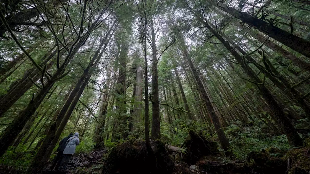 'Marathon...not a sprint': Canada kicks off 2023 planting season with a long way to go to reach 2 billion trees