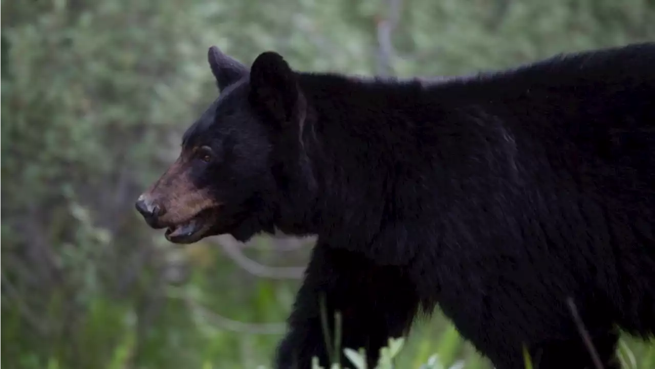 Bear spotted in Ottawa's west end