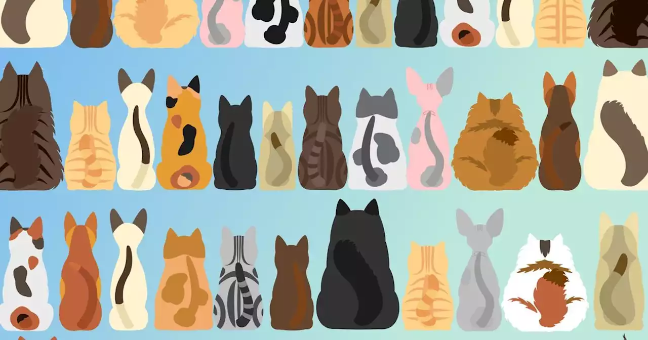 Tricky brainteaser challenges you to find cat with no tail as fast as possible