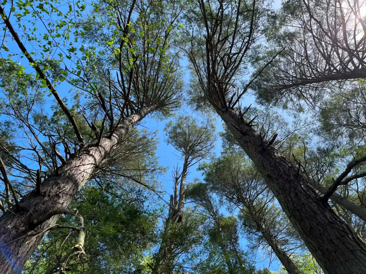 There Are Some Really, Really Old Trees In Fairfax County