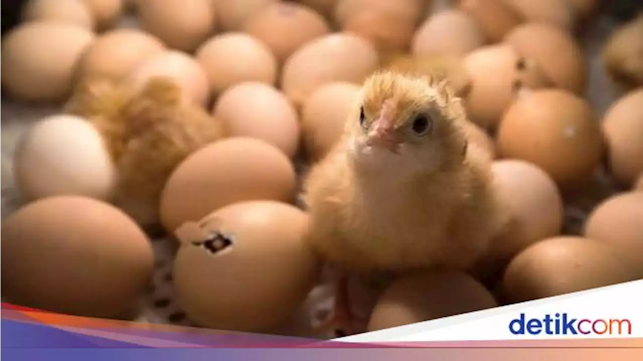 Telur atau Ayam Duluan? Ini Jawaban yang Valid No Debate