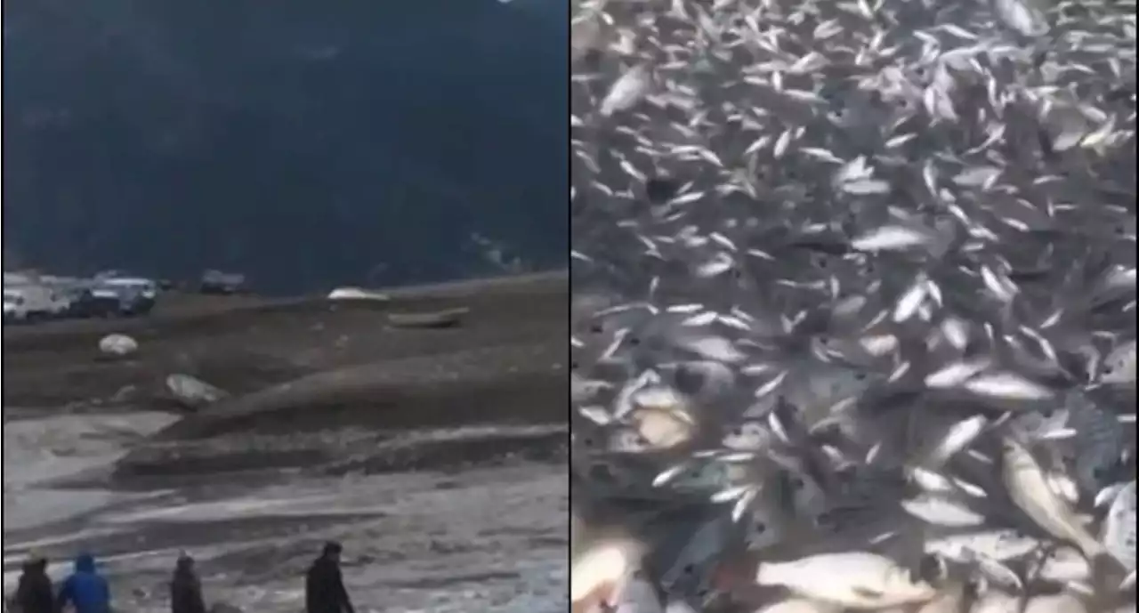 Reportan muerte de miles de peces por sequía de laguna en Hidalgo