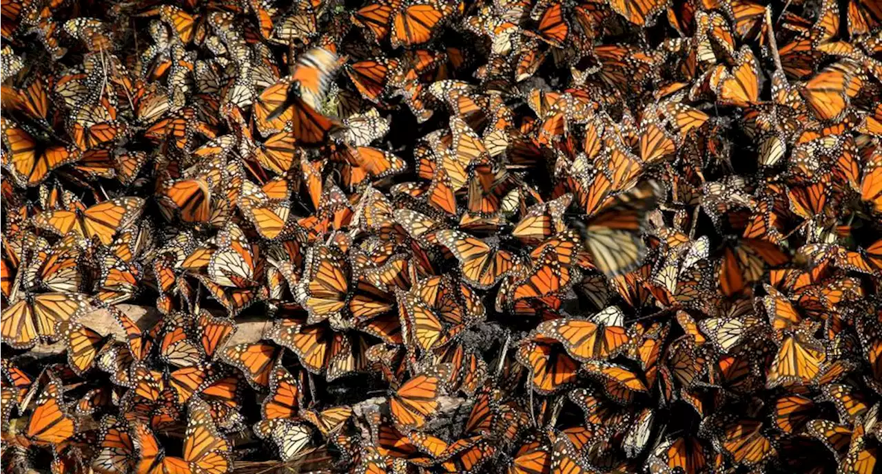 VIDEO: dron en forma de colibrí capta un millón de mariposas monarca