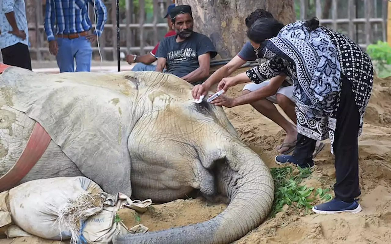 Ailing elephant at Pakistan zoo may need to be euthanised