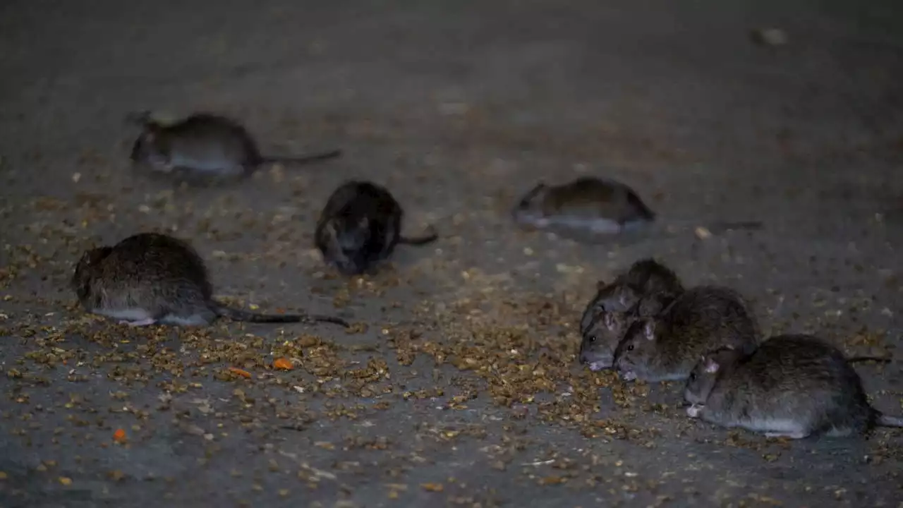 Rats show off their ability to help humans