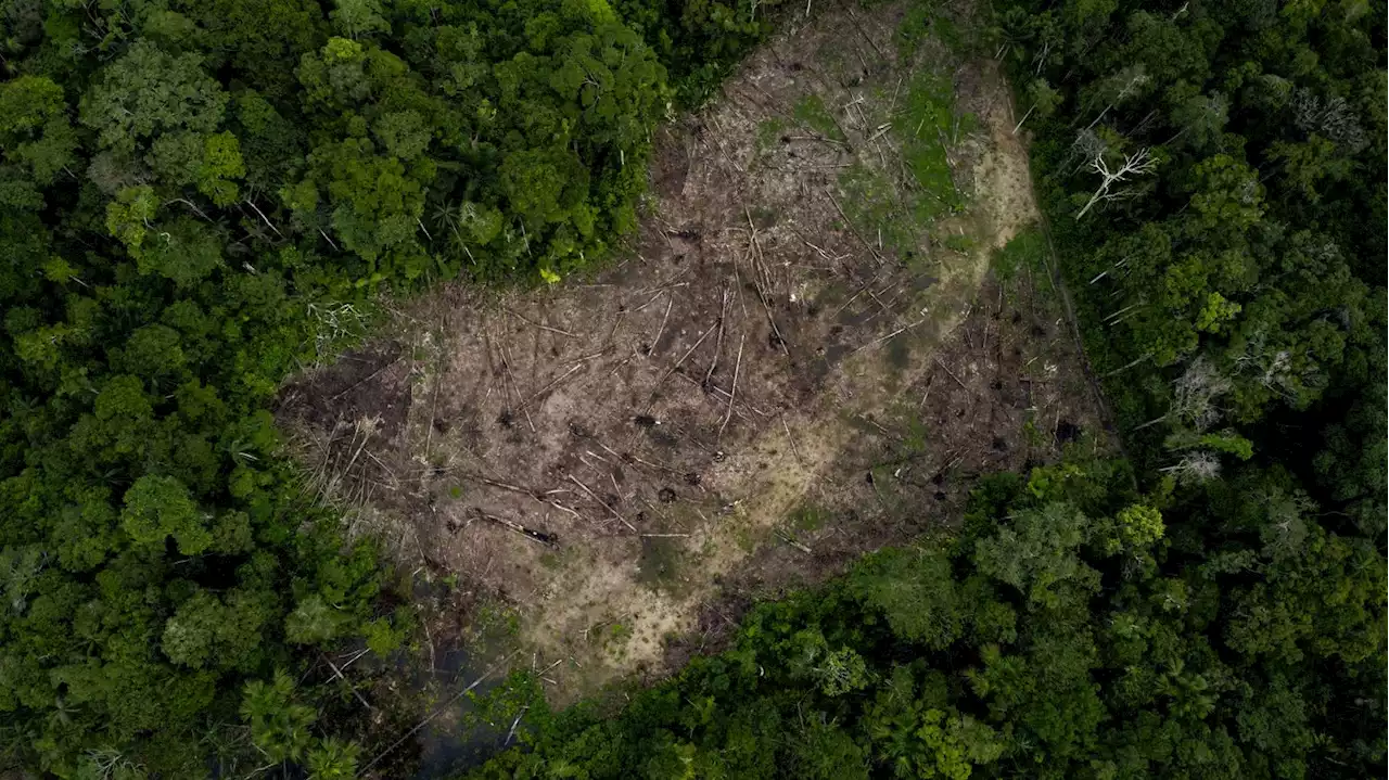 Le Parlement européen vote la fin des importations issues de la déforestation