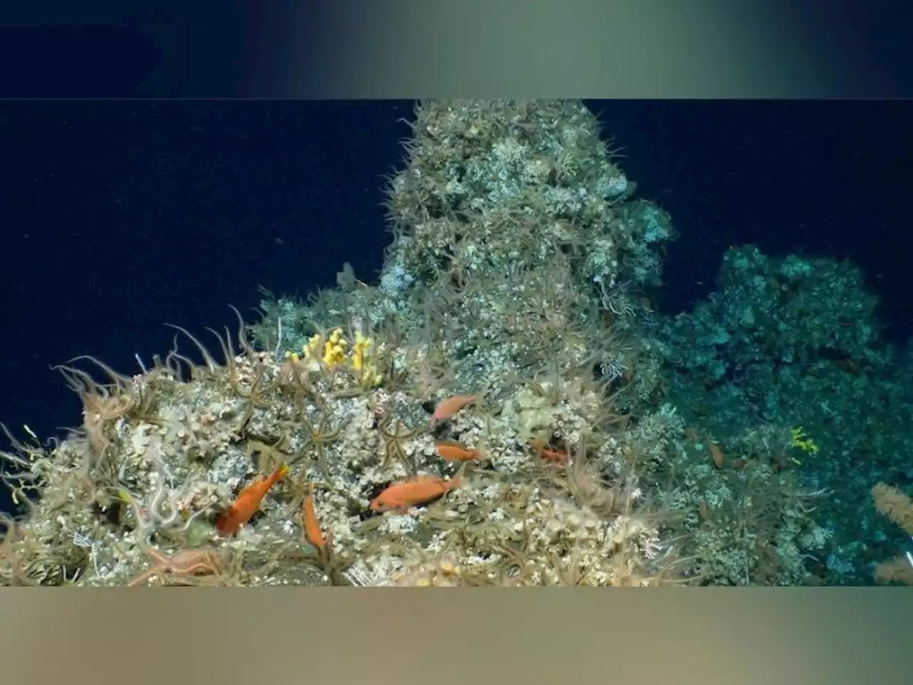 Expedition finds new coral reef in Galapagos Islands