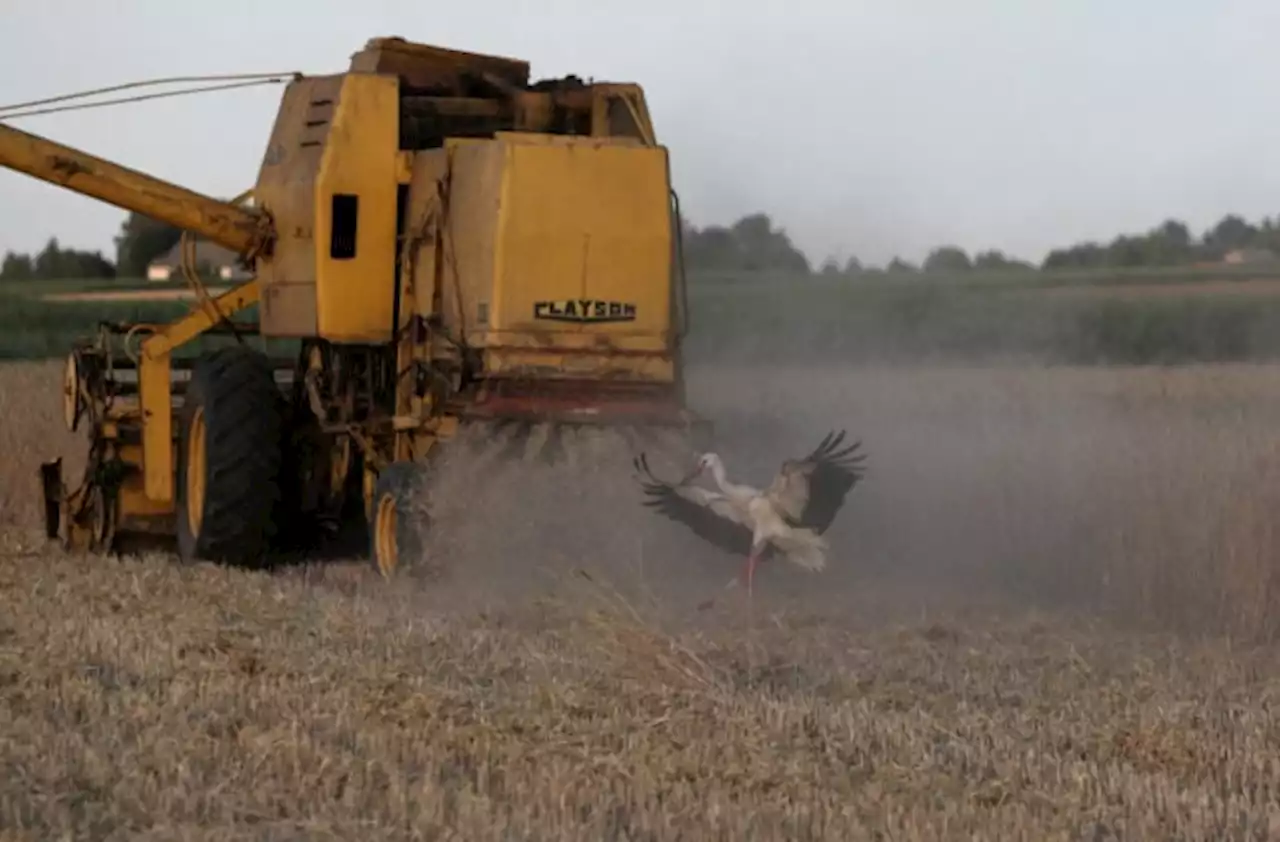 Ukraine agrees with Poland on grain transit, but Black Sea deal in doubt