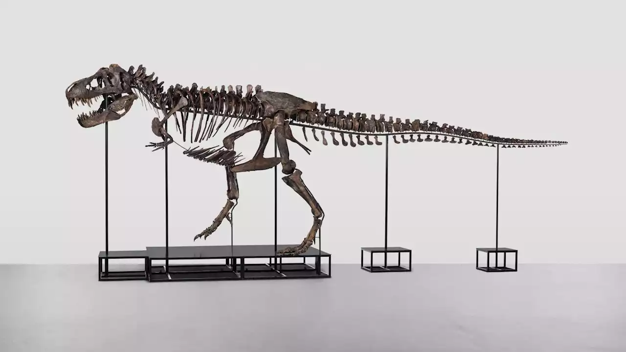 Europe's first T-rex skeleton 'Trinity' sold for 5.55 million Swiss francs