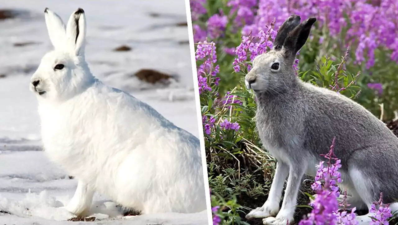 Schneemangel: Tierische Tarnfarben schmelzen dahin