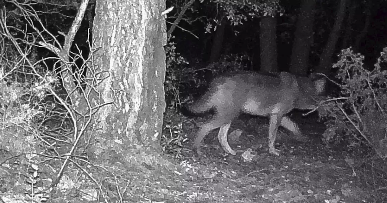 DOSSIER SUR LE LOUP. Des attaques aux portes des grandes villes