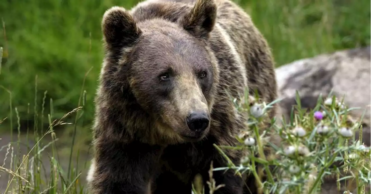 Italie : nouvel arrêté d'abattage d'un ours après l'attaque d'un promeneur