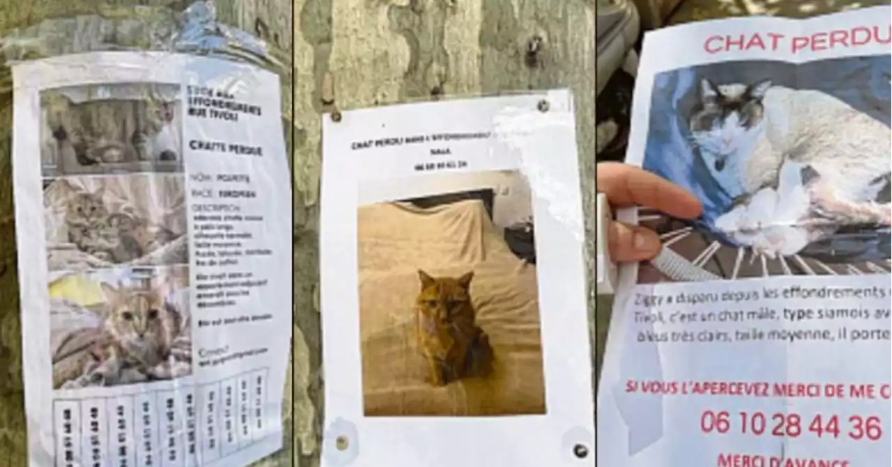 Marseille : à la recherche des chats perdus de Tivoli