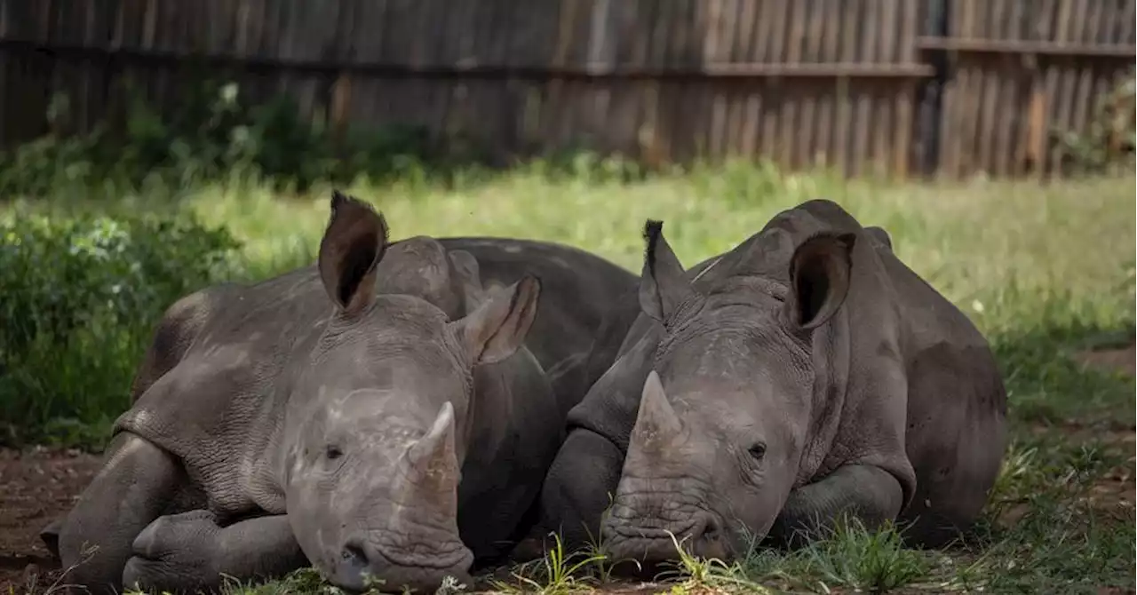 Nouvelle-Zélande : un homme arrêté pour s'être baigné dans l'enclos des rhinocéros