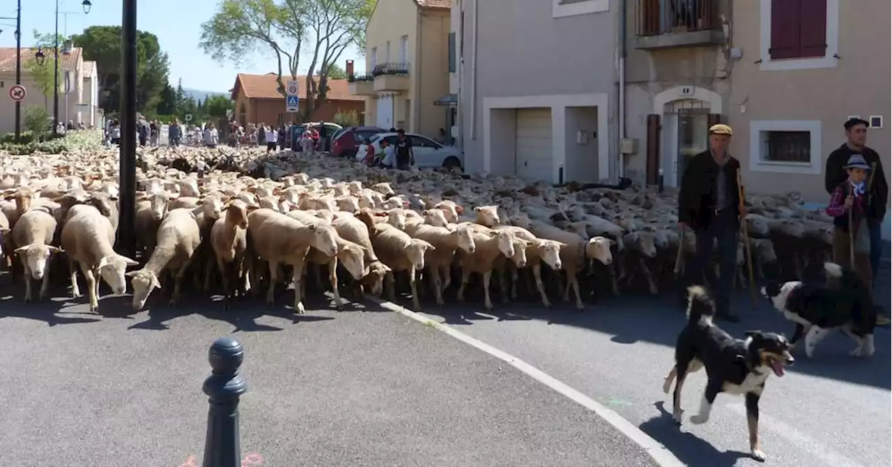 Sénas : près d'un millier de moutons dans les rues ce week-end