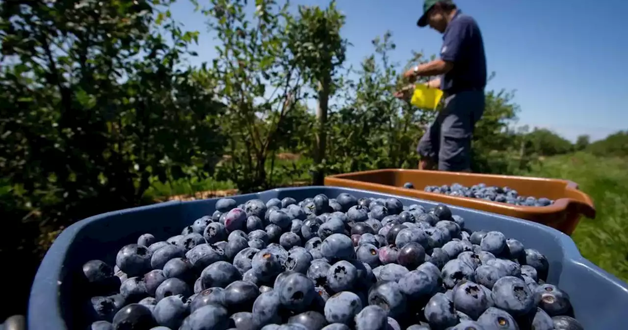 Dólar agro: comenzó el registro para productores de economías regionales | Actualidad | La Voz del Interior