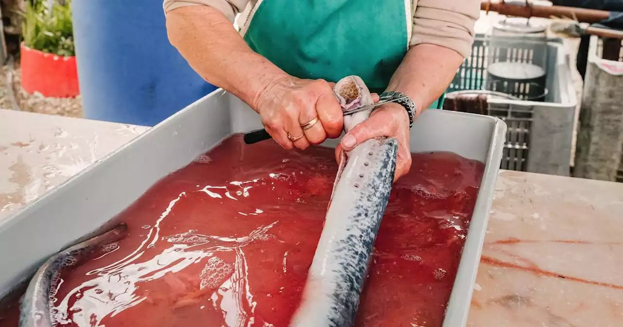 «On est sous le choc» : le tribunal administratif suspend la pêche à la lamproie en Gironde