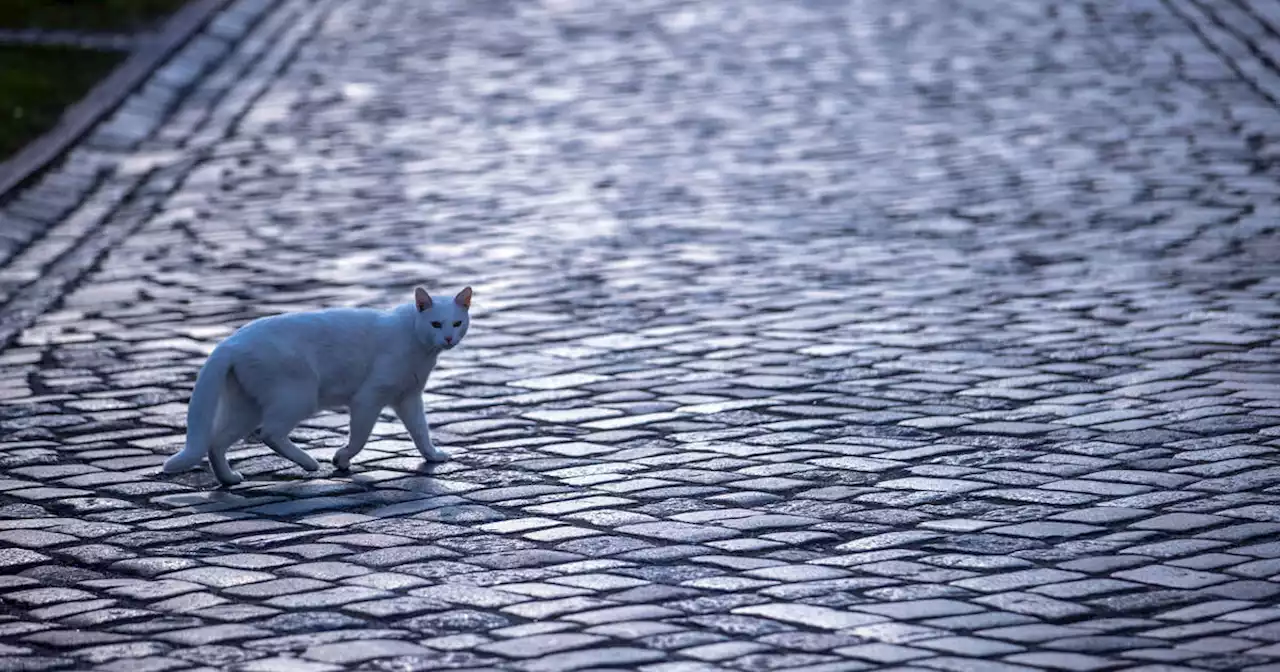 Nouvelle-Zélande : un concours de chasse pour enfants visant à tuer les chats errants crée un scandale