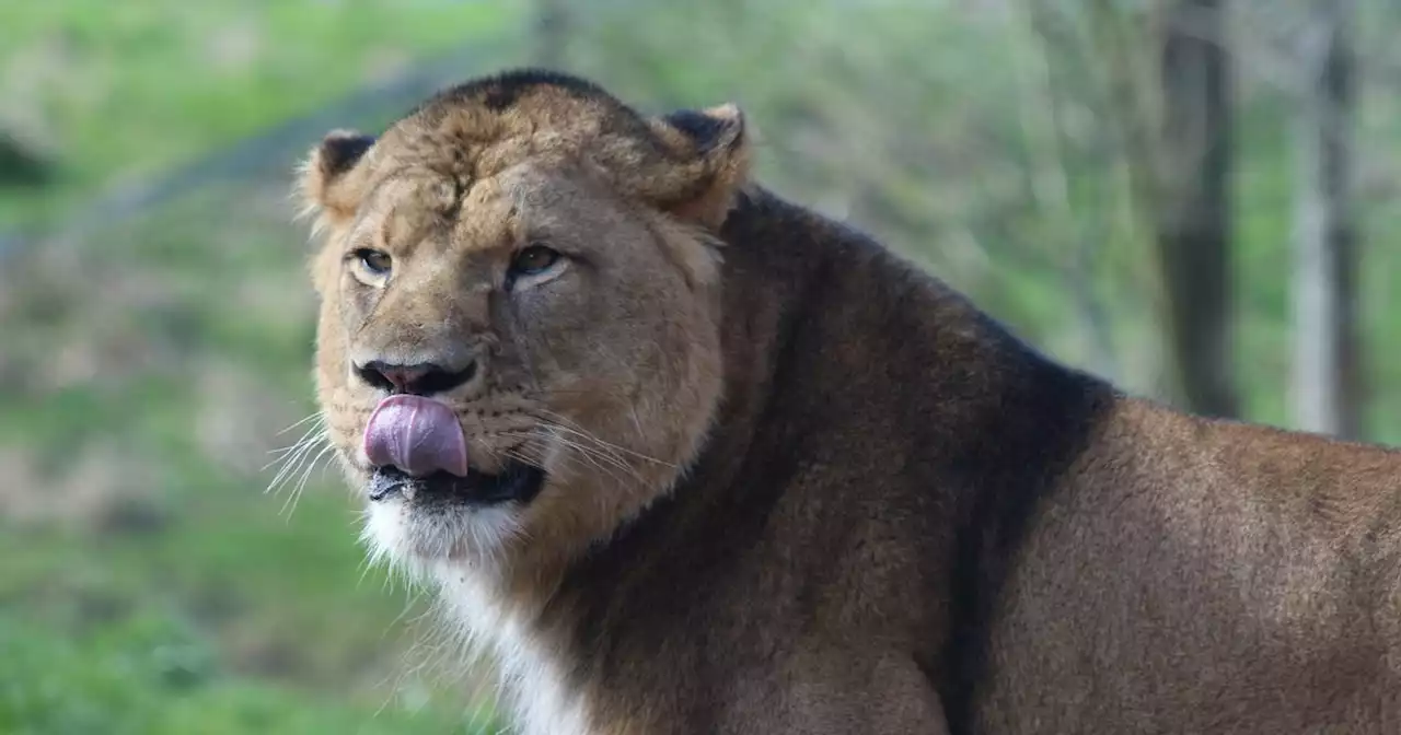 Blackpool Zoo plans to bring back African lion and why he will look different