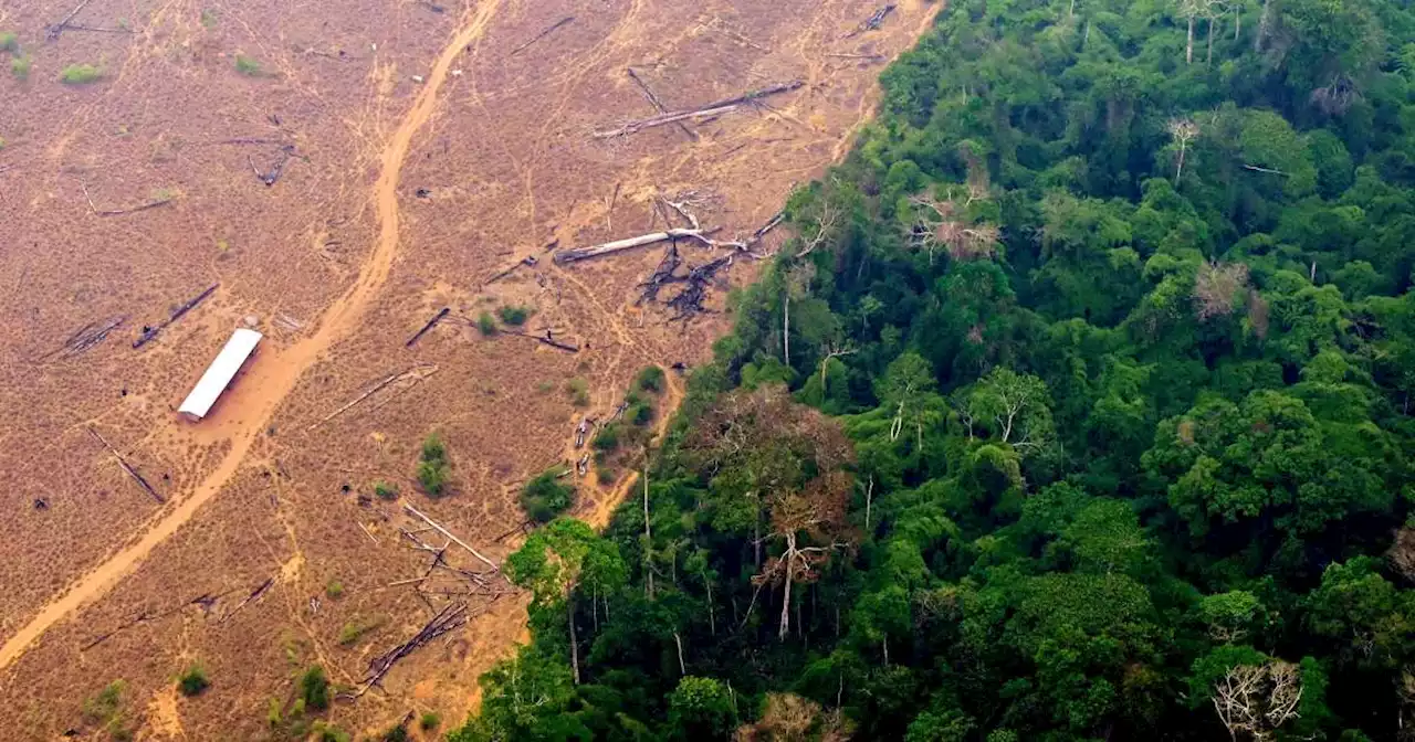 L’UE vote la fin des importations de produits issus de la déforestation