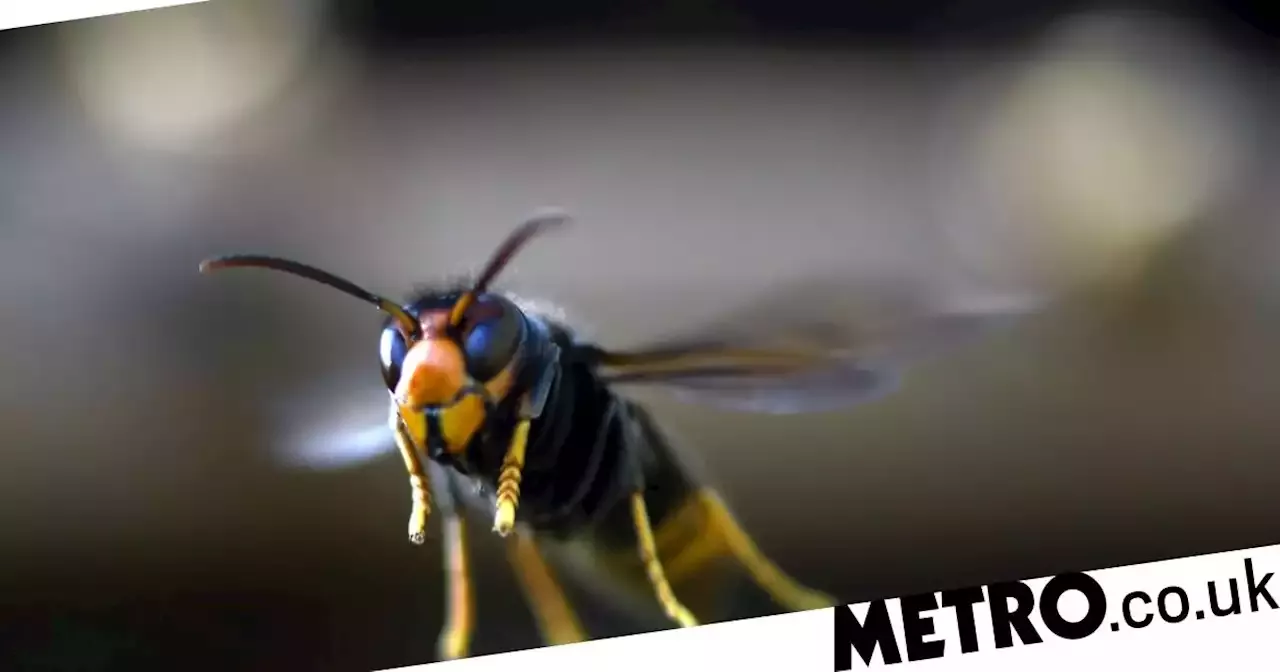 Deadly Asian hornet spotted for second time in UK this year | United ...