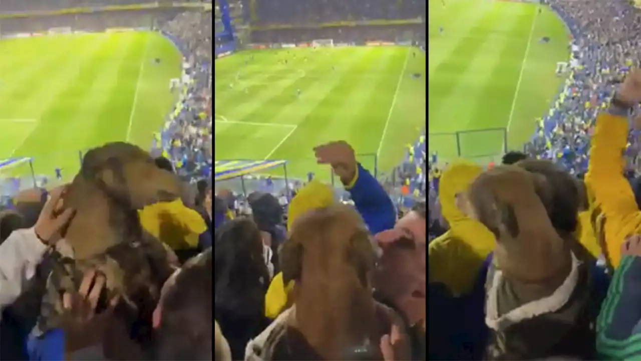 [VIDEO] Un perro apareció en la tribuna de Boca, así festejaron en La Bombonera