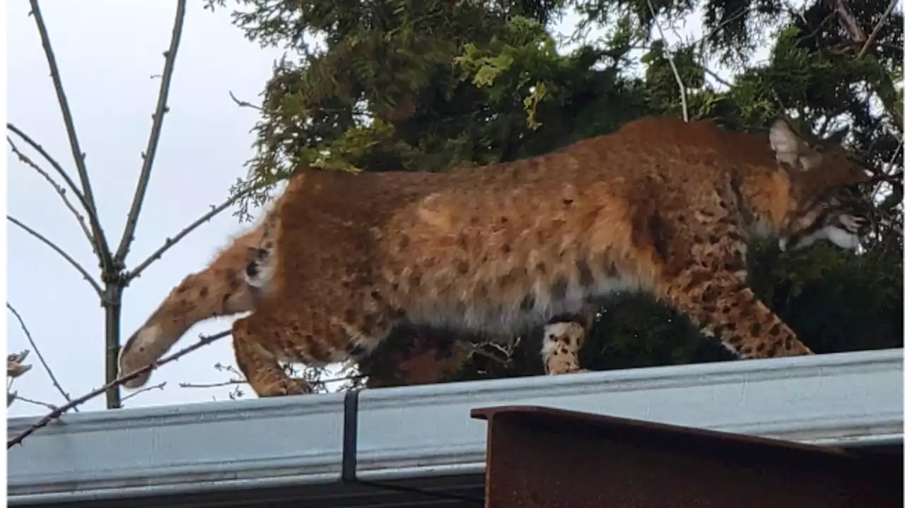 Rare bobcat sighting at Mt. Vernon Maintenance Facility