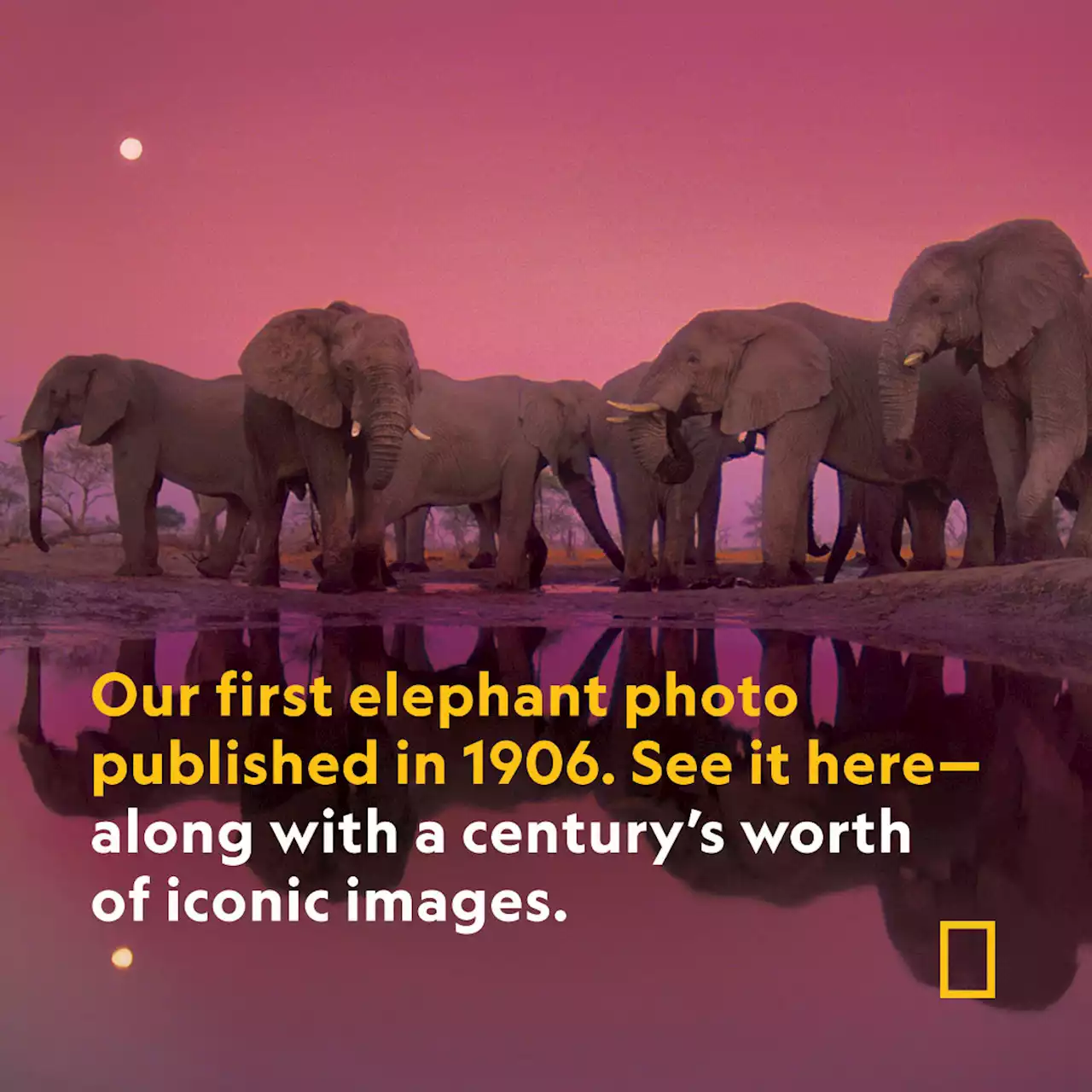 100 years of elephants: See how Nat Geo has photographed these iconic creatures