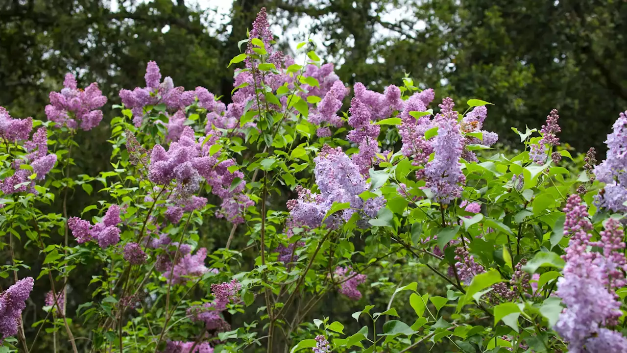 A Knack for Lilacs: The Scent-tastic Flowers Are Peaking at This SoCal Garden