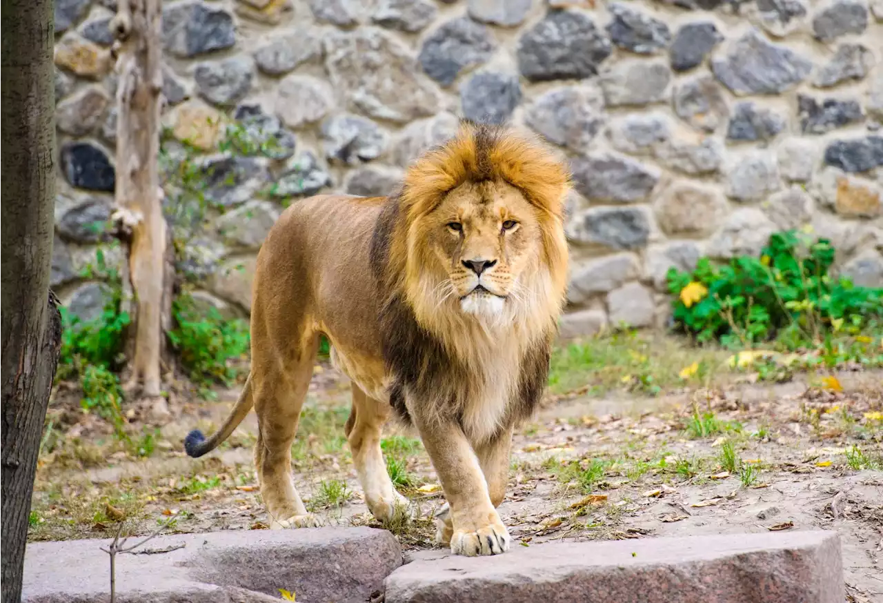 Understanding the probable transmission of SARS-CoV-2 from lion to zookeepers