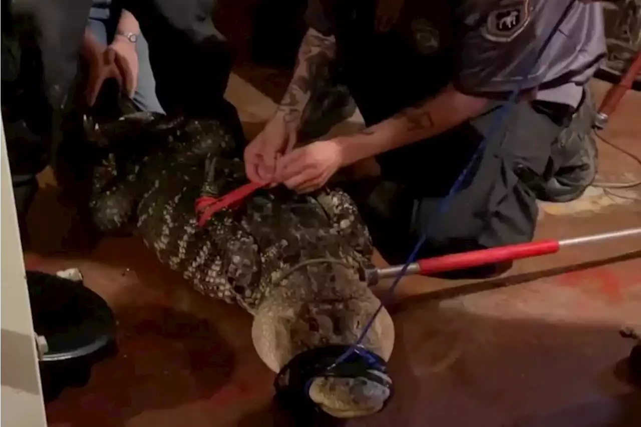 8-foot alligator rescued in North Philly