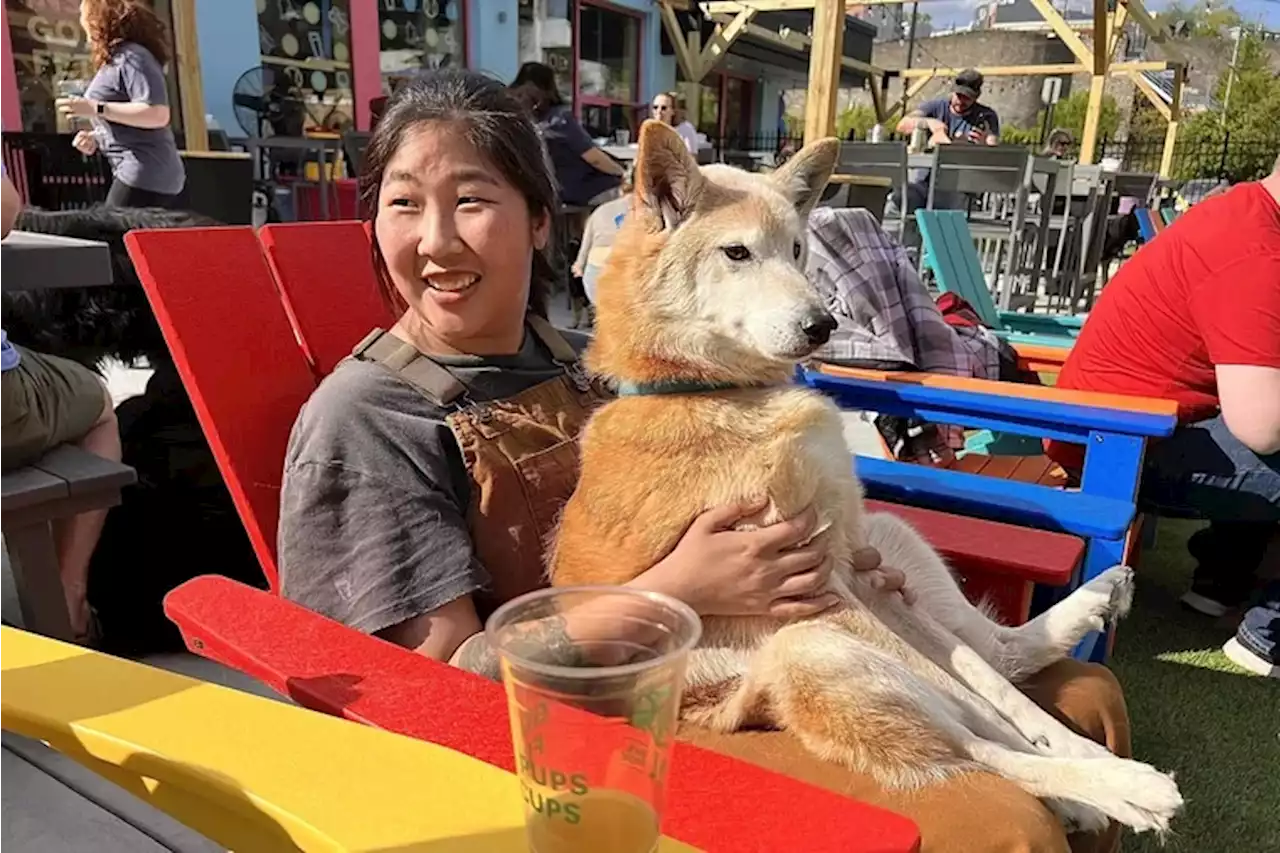 Dogs and their humans share bar action at Bark Social in Philadelphia