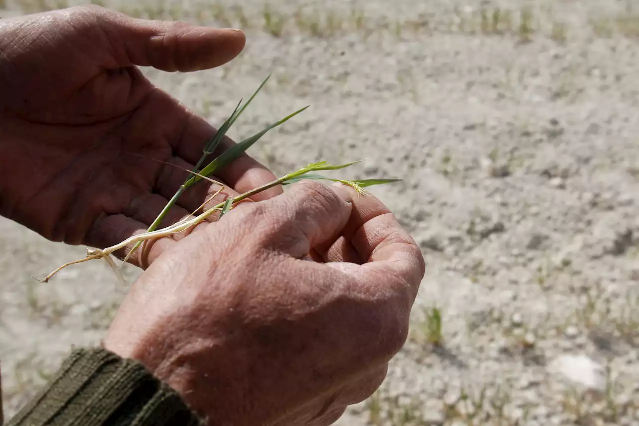 Los agricultores imploran la ayuda del Gobierno ante los daños irreversibles de la sequía