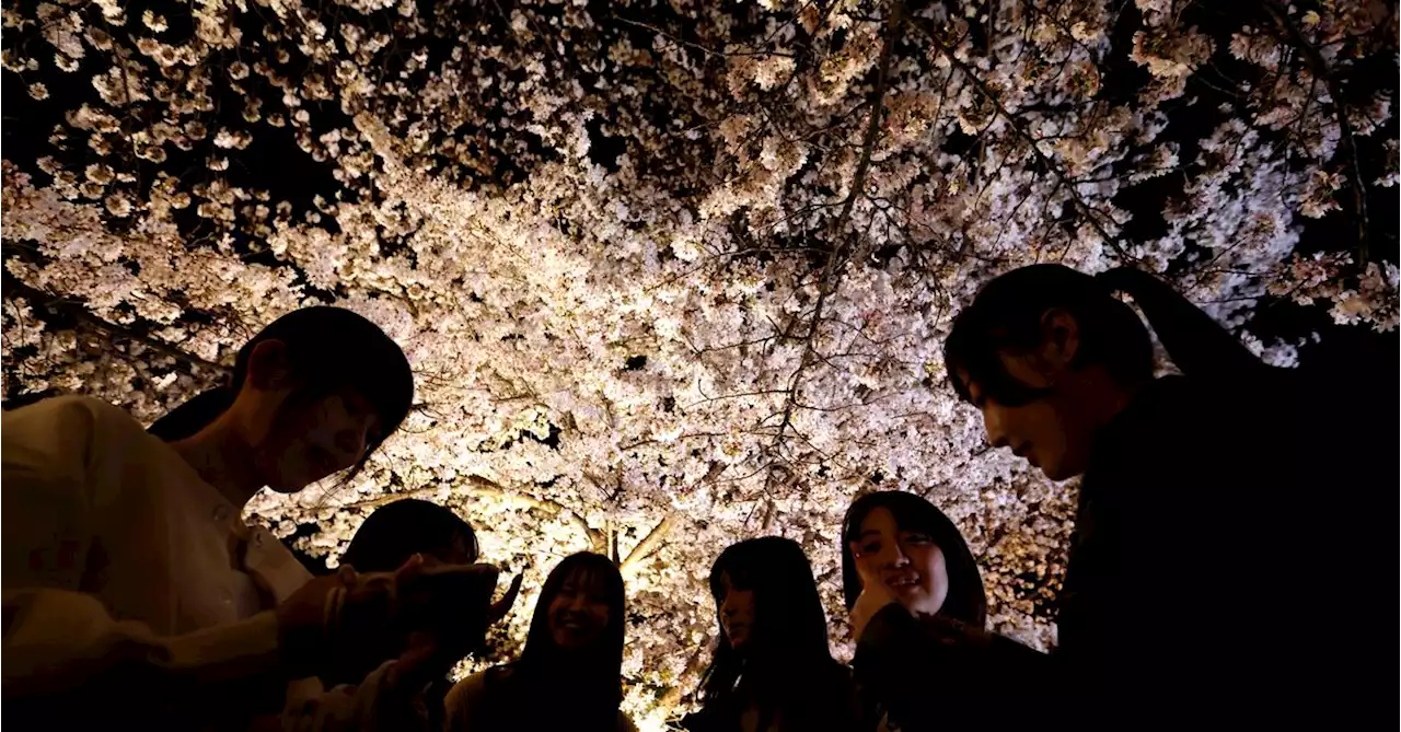 Japan's March visitors at post-COVID high, lured by cherry blossoms