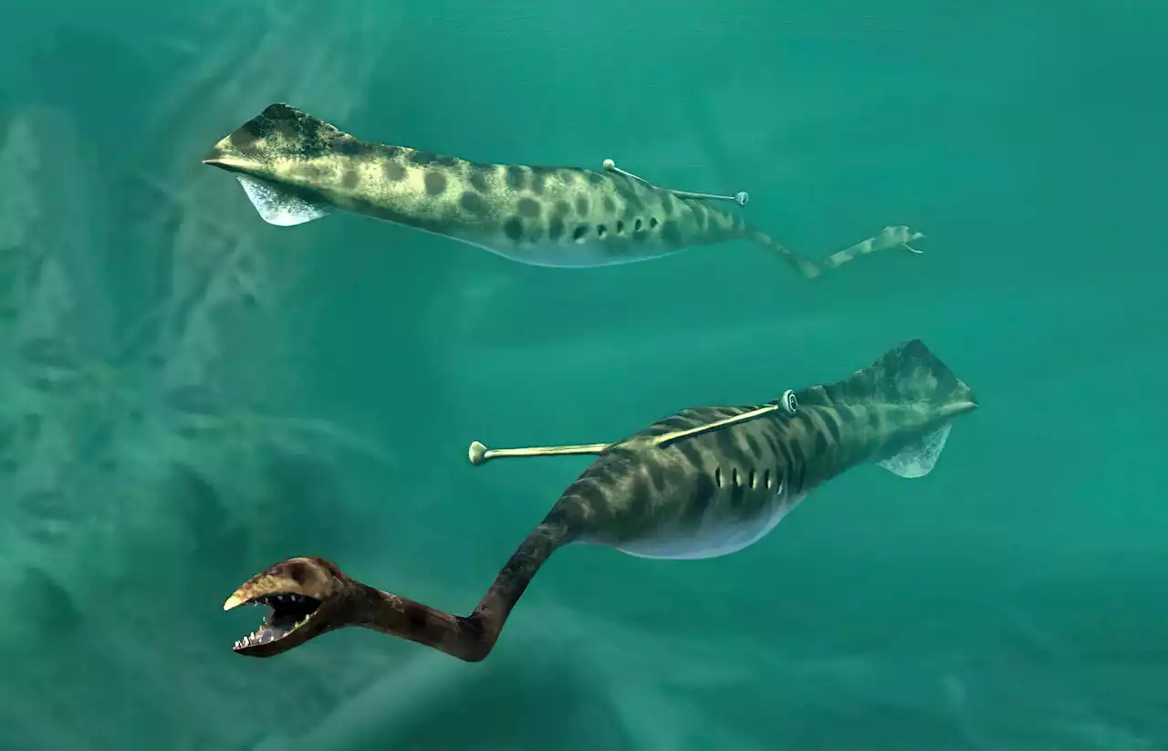 The Bizarre Tully Monster Mystery: Solved at Last?