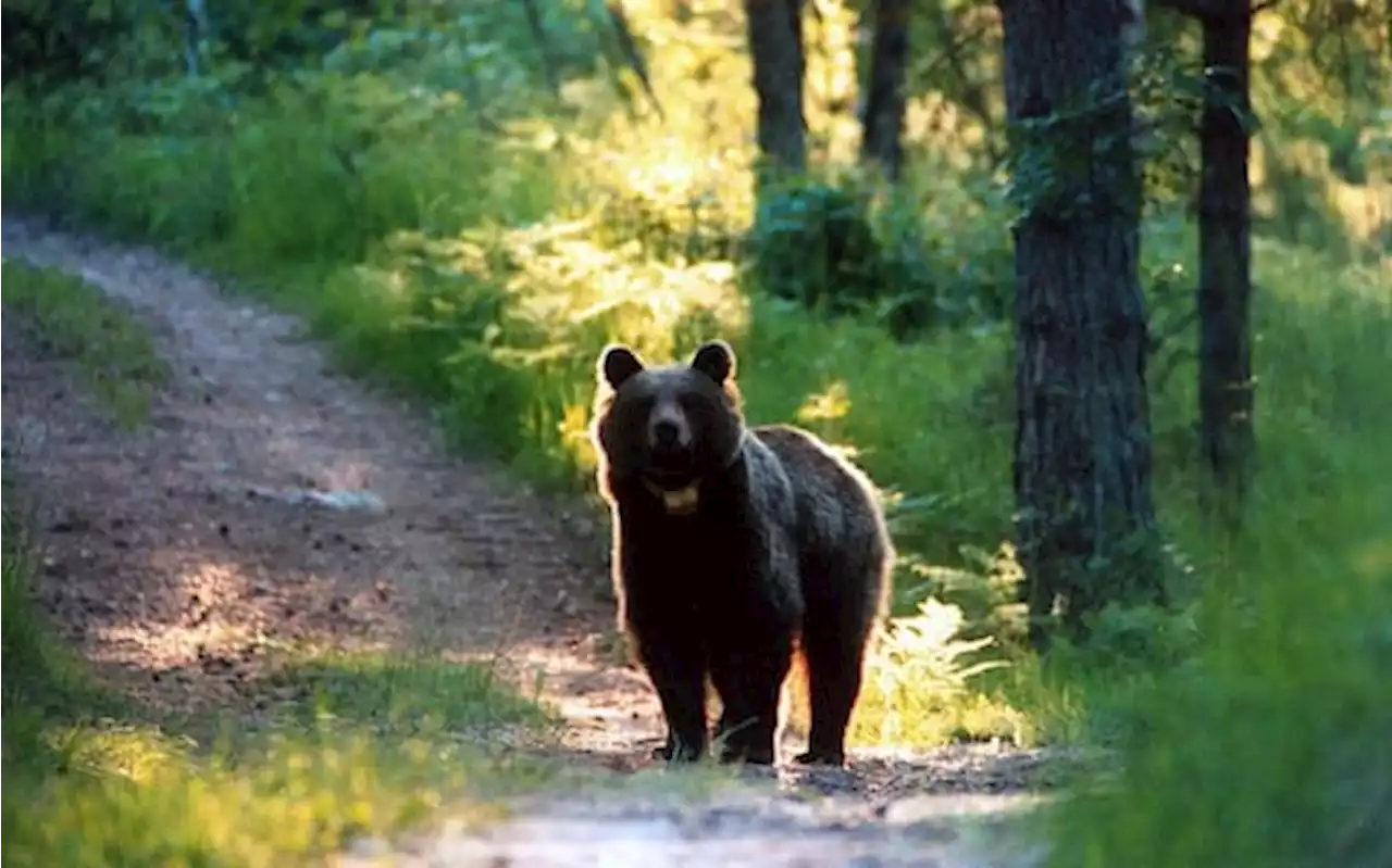 Orsa catturata in Trentino, cosa sappiamo sui cuccioli di Jj4