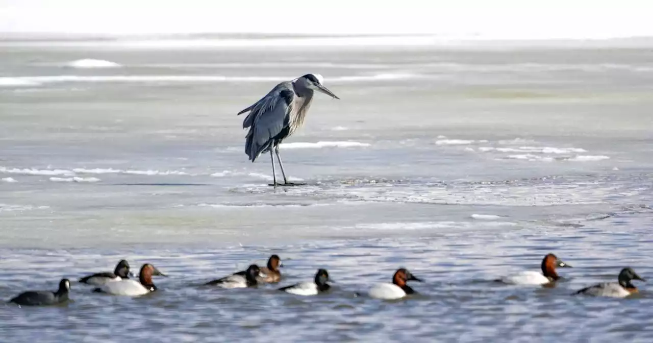 Water for Wildlife: Dire consequences of a shrinking Great Salt Lake