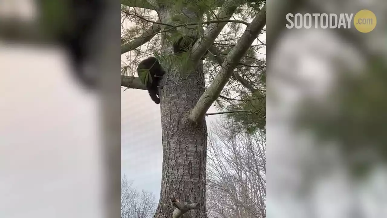 VIDEO: Aussie family amazed by visiting bears