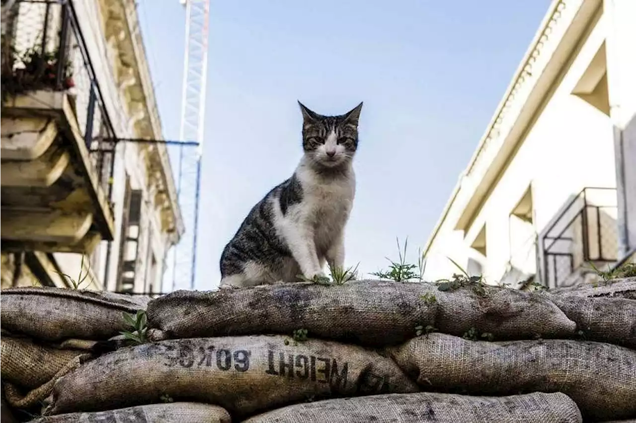 New Zealand feral cat killing competition axed after backlash