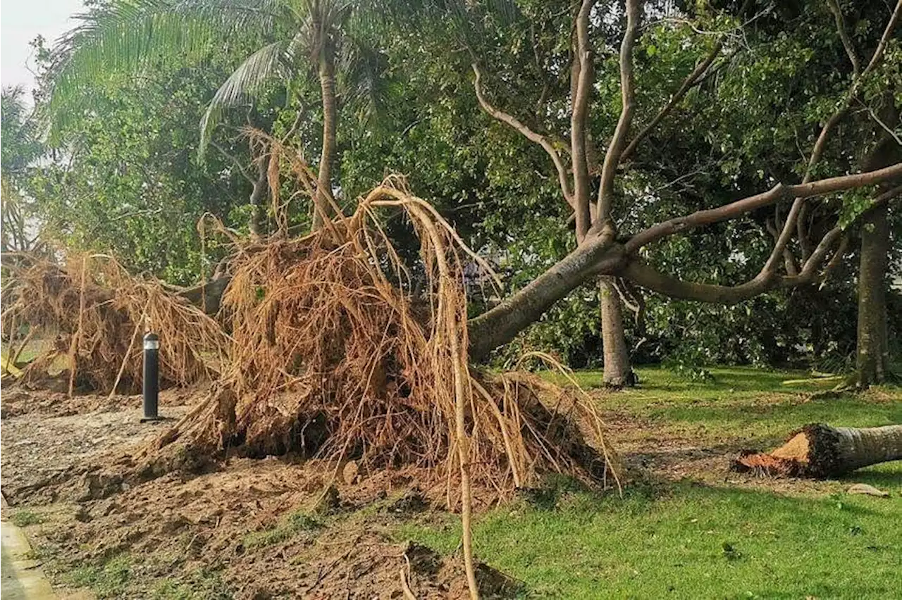 14 trees in Changi Beach Park uprooted after thunderstorm on April 16