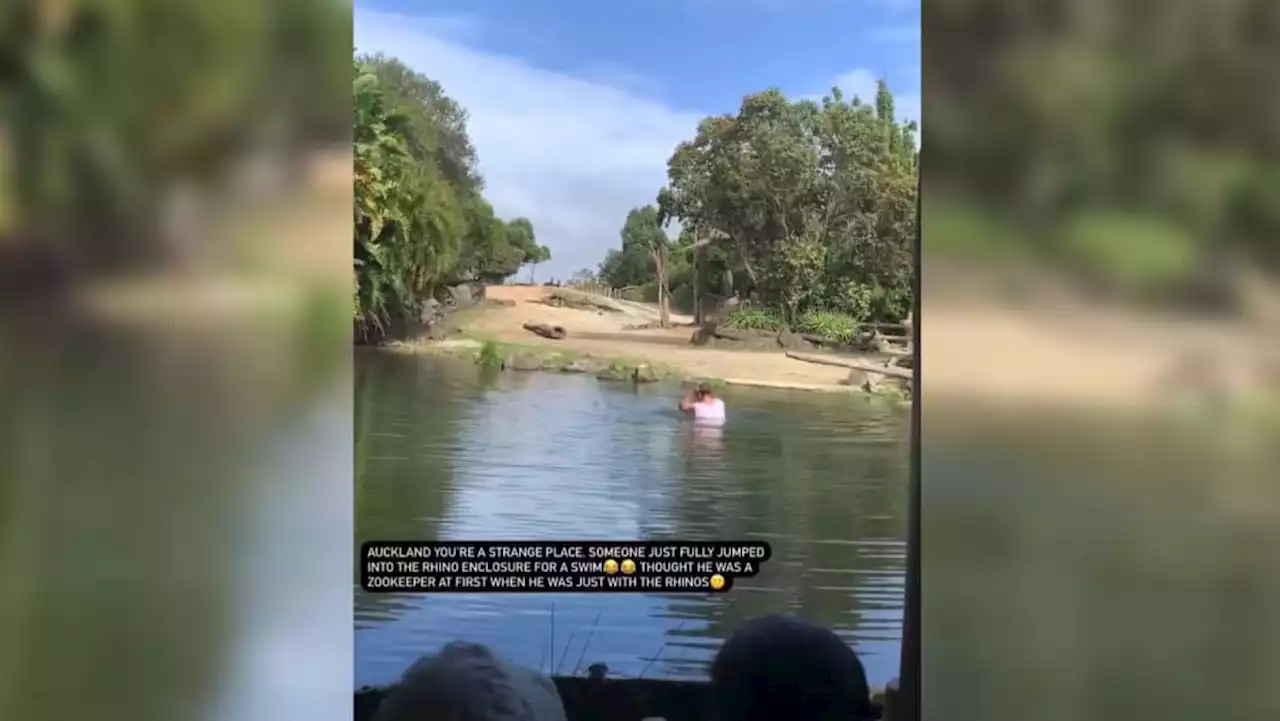 Man arrested after bathing in rhino pen at New Zealand zoo