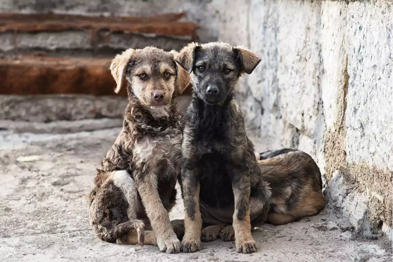 Captura FGE Coahuila a hombre involucrado en asesinato de perritos en Monclova