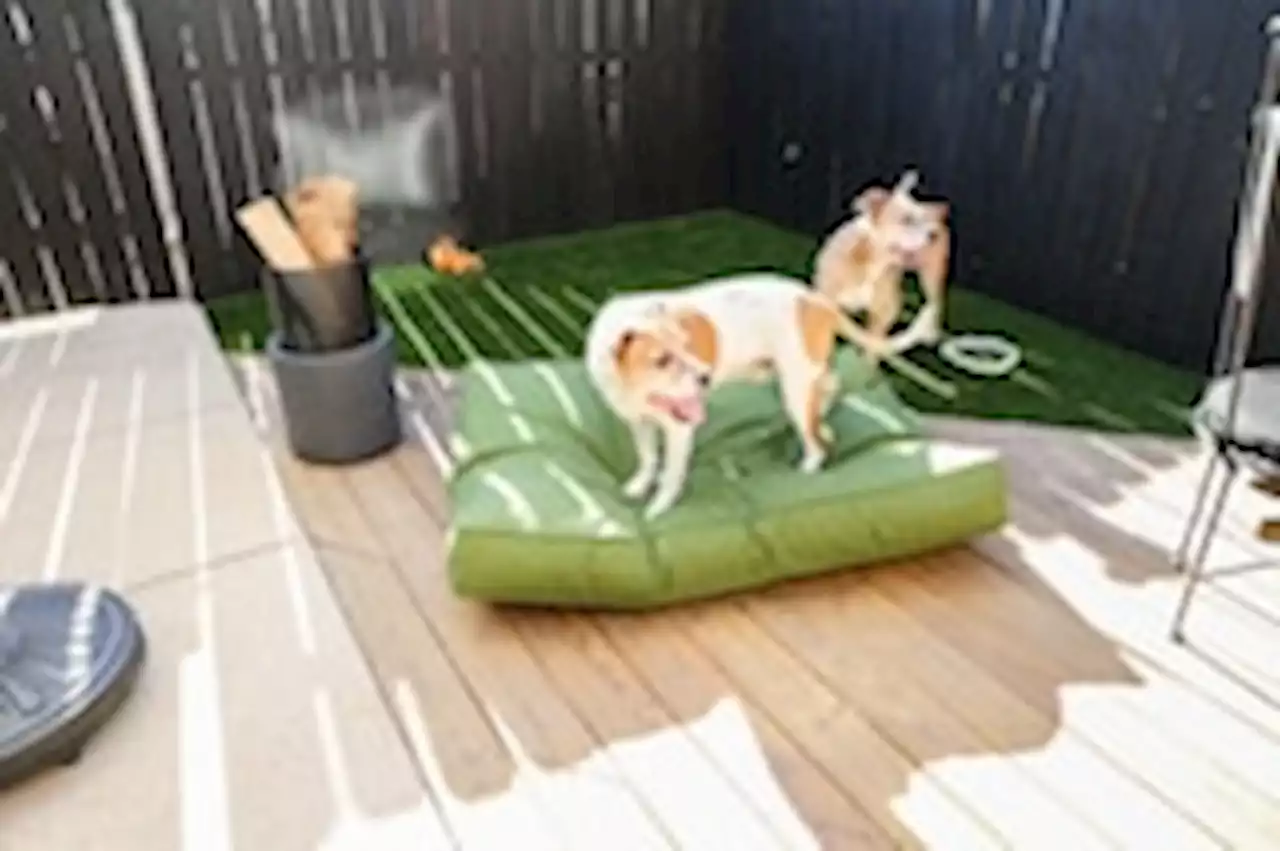 How to turn a small outdoor space into a spot your dog will love