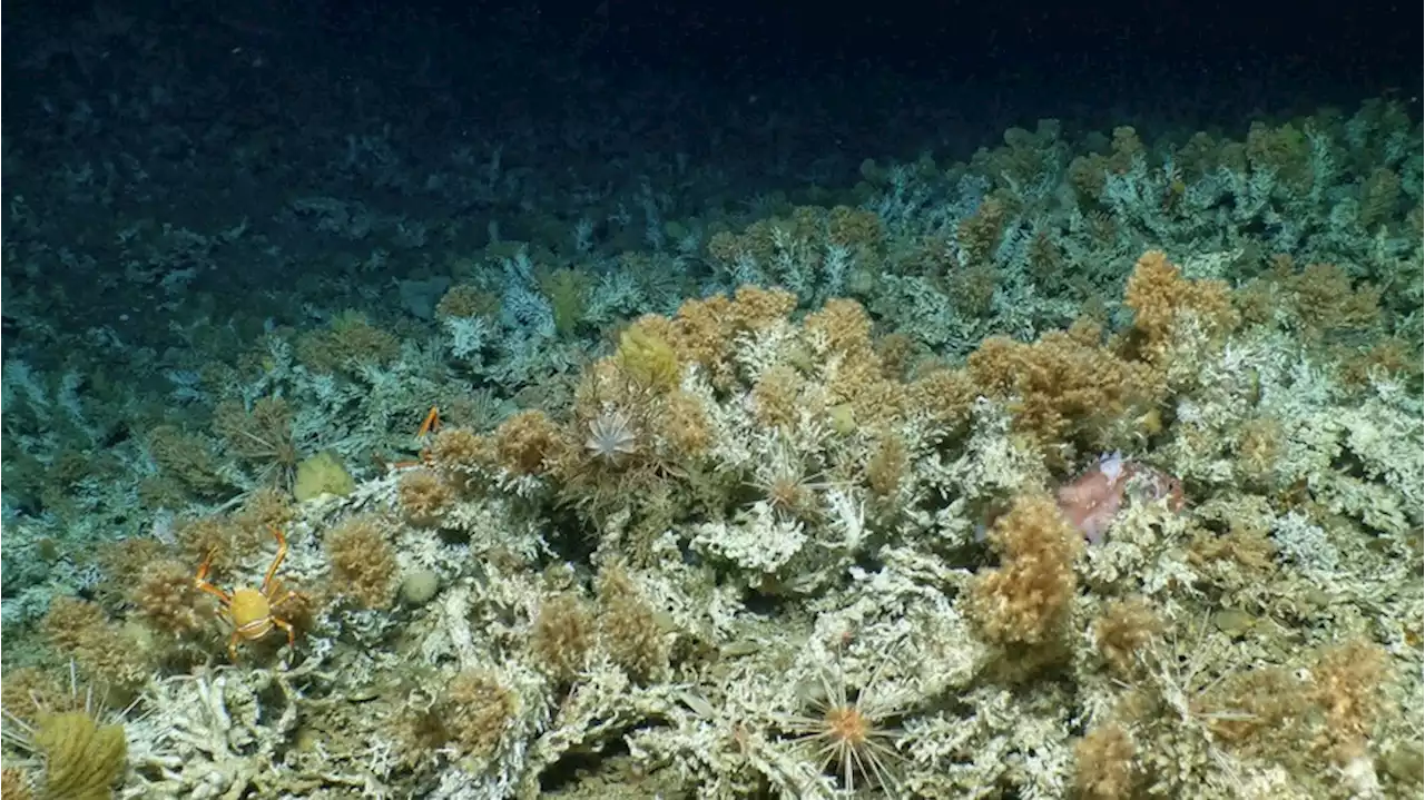 Gute Nachrichten: Forschende entdecken unberührtes Korallenriff vor Galápagos-Inseln