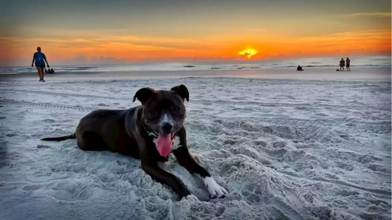 Leash Up: Jacksonville Beach police enforcing rules for dogs on beach after numerous incidents