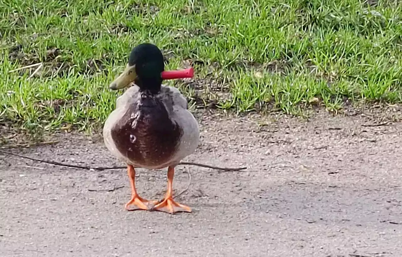 Le canard avec un couteau planté dans le cou a pu être sauvé en Bretagne