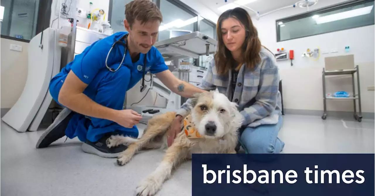 Vets in urgent need of four-legged donors to boost pet blood supplies